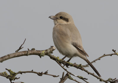 Steppe Grey Shrike