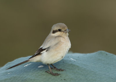 Steppe Grey Shrike