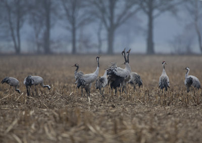 Common Crane