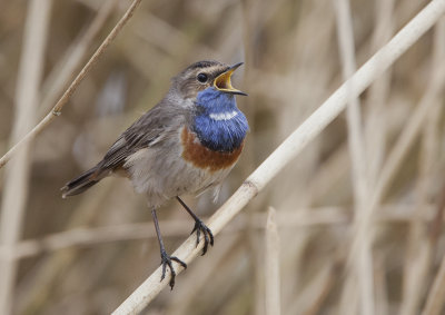 Bluethroat