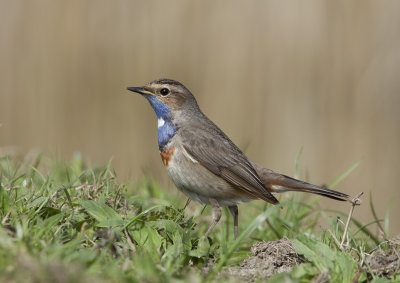 Bluethroat