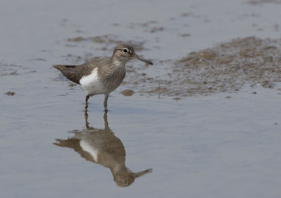 Common Sandpiper