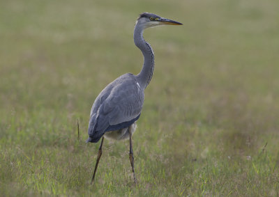 Grey Heron