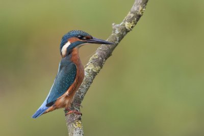 Common Kingfisher