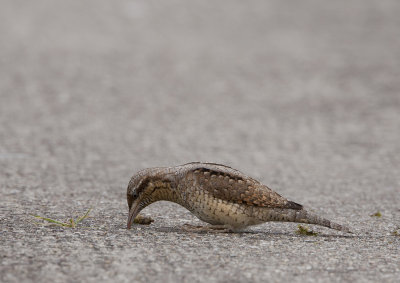Wryneck