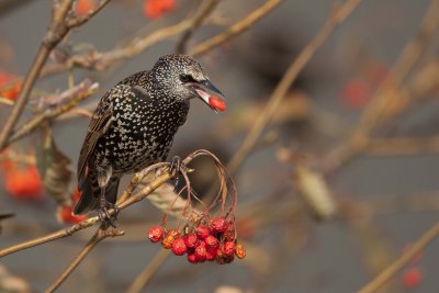 Common Starling