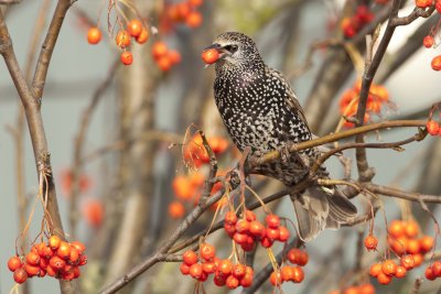 Common Starling