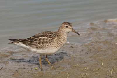 Pectoral Sandpiper