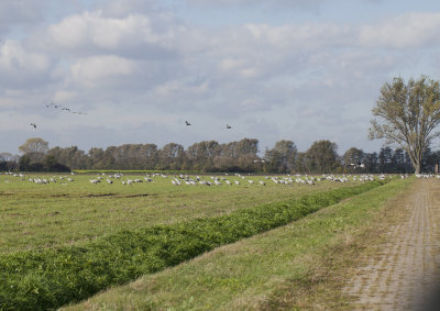 Common Crane