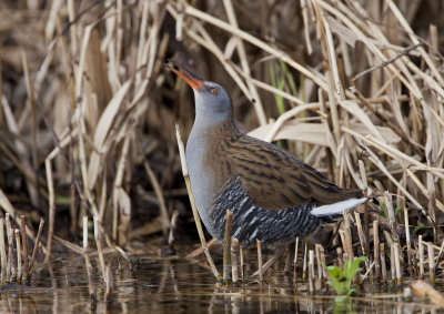 Water Rail