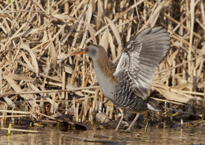 Water Rail