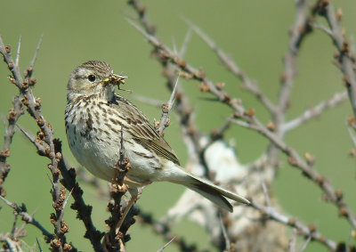 Meadow Pipit