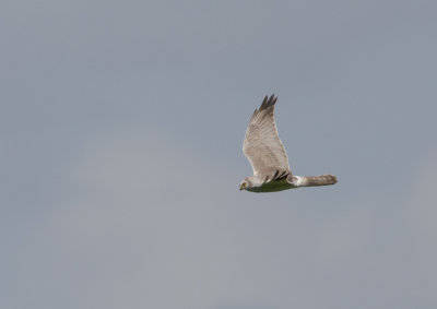 Pallid Harrier