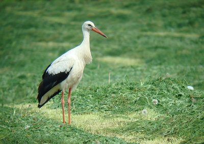 White Stork