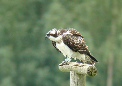 Osprey