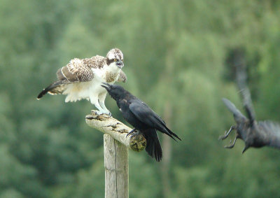 Osprey