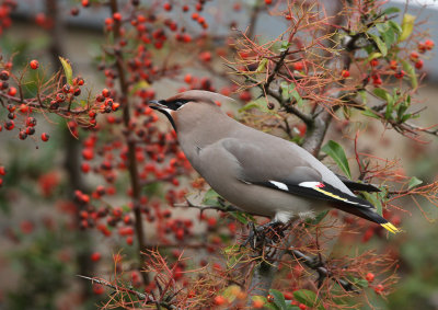 Bohemian Waxwing