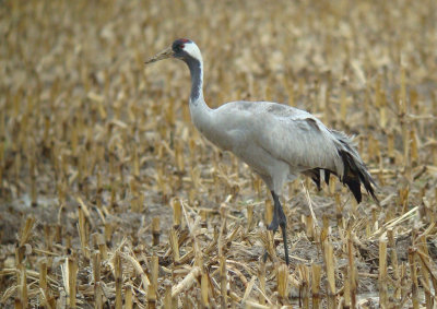 Common Crane