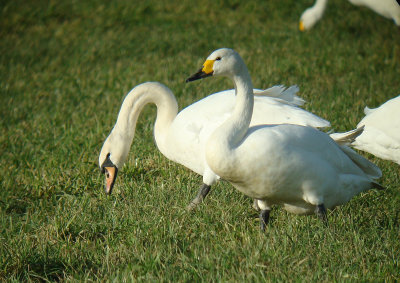 Tundra Swan