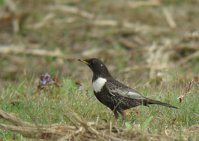 Ring Ouzel