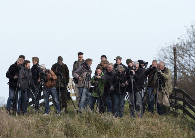 Steppe Grey Shrike, 28-Oct-2012