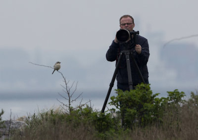 Steppe Grey Shrike, 30-Apr-2014