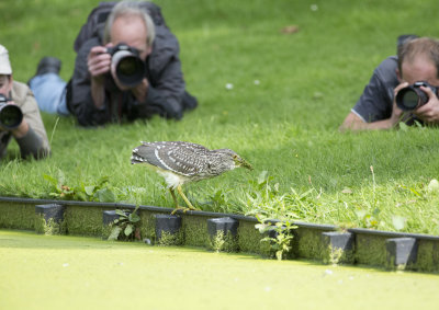 Night Heron, 21-Aug-2014