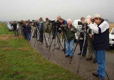 Ross's Goose, 10-Oct-2009