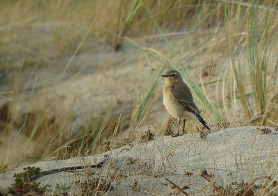 Northern Wheatear