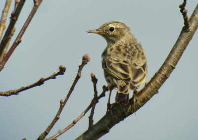 Meadow Pipit