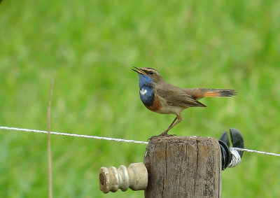 Bluethroat