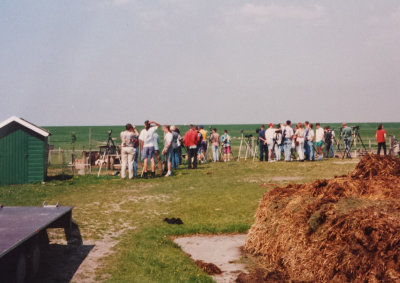 Rock Thrush, 12 May 1994