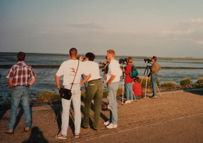 White-rumped Sandpiper, 20 August 1994