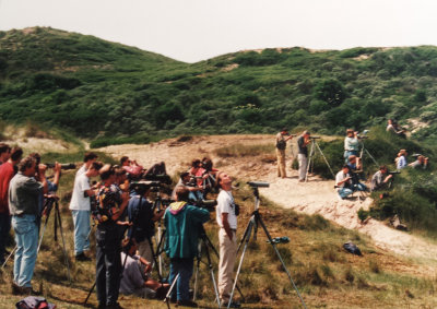 White-throated Robin, 2-June-1995