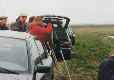 Sociable Lapwing, 6-April-1996