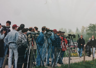 Terek Sandpiper, 3-May-1996