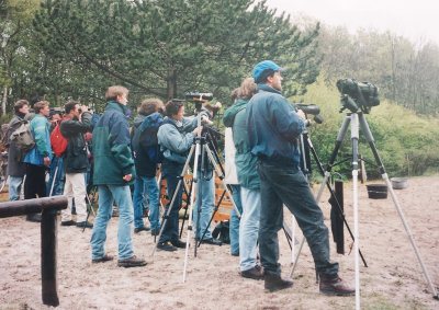 Collared Flycather, 17-May-1996