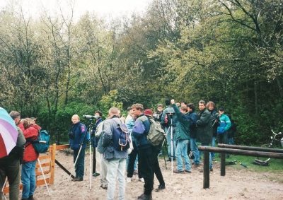 Collared Flycather, 17-May-1996