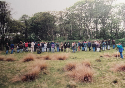 Black-headed Bunting, 27-May-1996