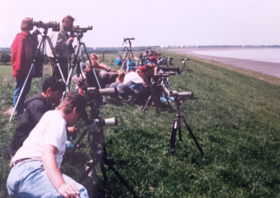 Steller's Eider 02-Jun-1996