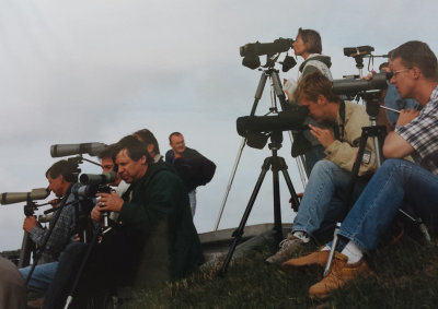 Semipalmated Sandpiper, 19-Jul-1996