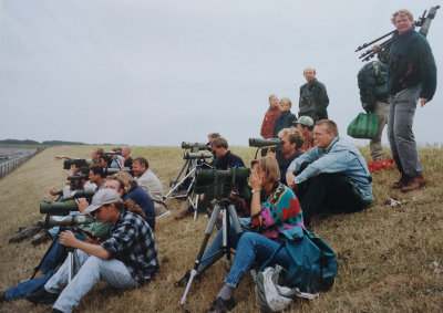 Greater Sand Plover, 31-Jul-1996