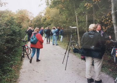 Red-eyed Vireo, 05-Oct-1996