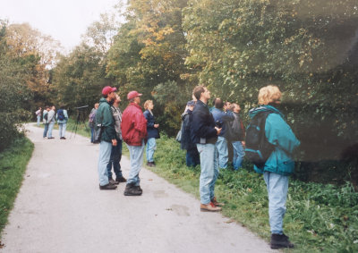 Red-eyed Vireo, 05-Oct-1996