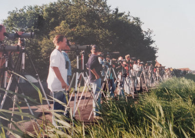 Oriental Pratincole, 02-Aug-1997