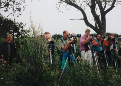 Stilt Sandpiper, 24-Jul-1998