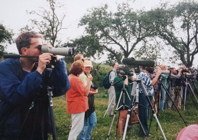 Stilt Sandpiper, 24-Jul-1998