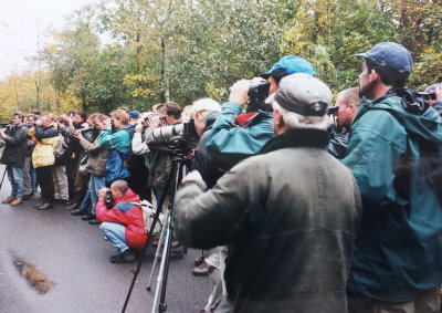 Radde's Warbler, 11-Oct-1998