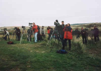 Alpine Accentor, 04-May-2000