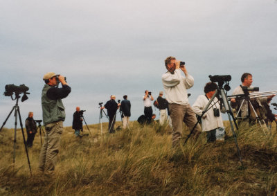 Possible Lesser Kestrel, 01-Oct-2000